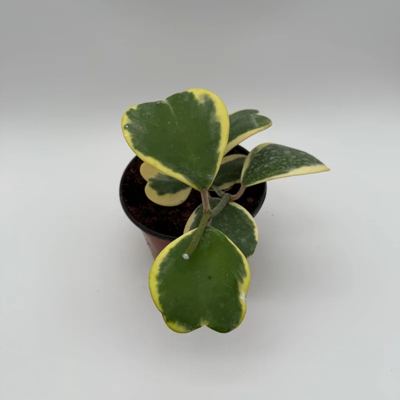 Variegated Hoya Kerrii Live Plant – 6 Inch Heart Leaf Wax Plant, Easy Care Indoor - Image 5