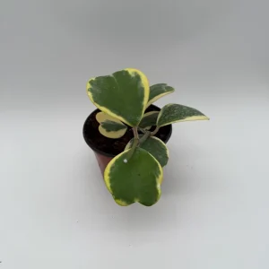 Variegated Hoya Kerrii Live Plant – 6 Inch Heart Leaf Wax Plant, Easy Care Indoor - Image 6