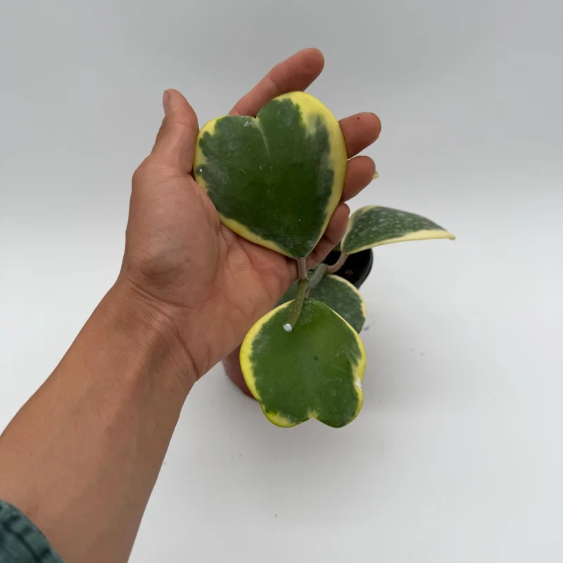 Variegated Hoya Kerrii Live Plant – 6 Inch Heart Leaf Wax Plant, Easy Care Indoor - Image 7