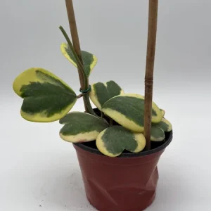 Variegated Hoya Kerrii Live Plant – 6 Inch Heart Leaf Wax Plant, Easy Care Indoor - Image 1