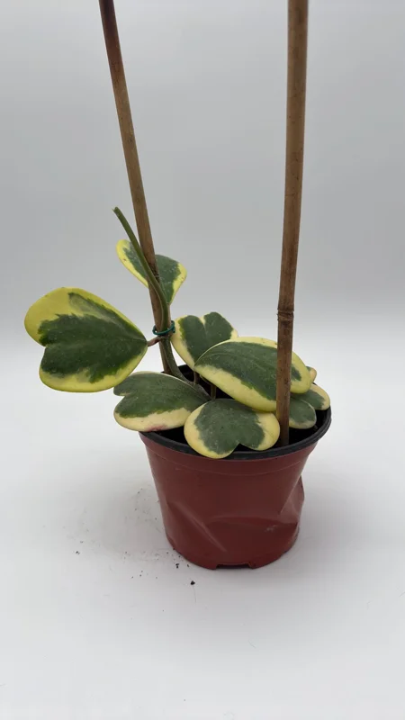 Variegated Hoya Kerrii Live Plant – 6 Inch Heart Leaf Wax Plant, Easy Care Indoor - Image 1