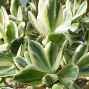 Variegated Jade Plant Cuttings - Crassula Ovata Succulent - 3 Live 4" Unrooted Cuttings - Image 1