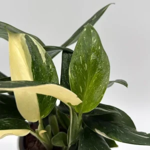 Variegated Monstera Albo Live Plant – 6 inch Pot – Indoor Houseplant - Image 2