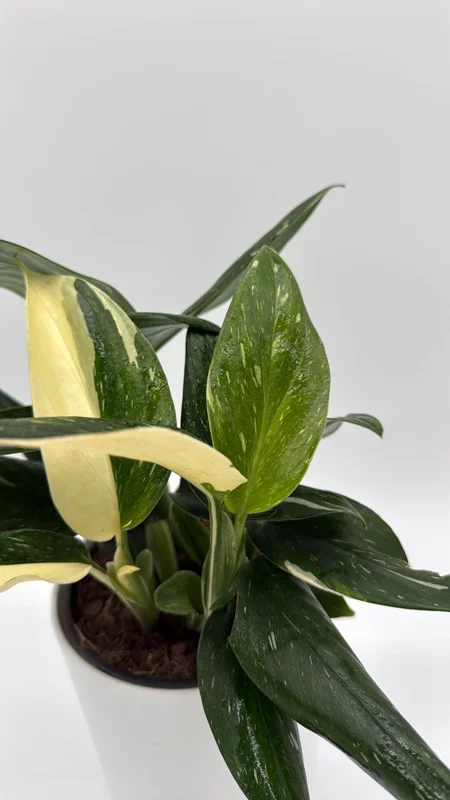 Variegated Monstera Albo Live Plant – 6 inch Pot – Indoor Houseplant - Image 2