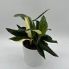 Variegated Monstera Albo Live Plant – 6 inch Pot – Indoor Houseplant - Image 1