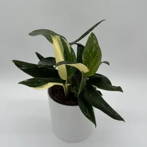 Variegated Monstera Albo Live Plant – 6 inch Pot – Indoor Houseplant - Image 1