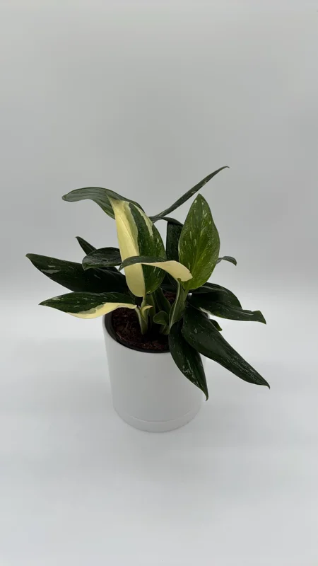 Variegated Monstera Albo Live Plant – 6 inch Pot – Indoor Houseplant - Image 1