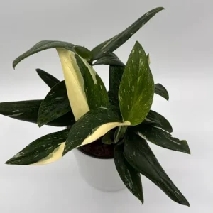 Variegated Monstera Albo Live Plant – 6 inch Pot – Indoor Houseplant - Image 3