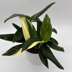 Variegated Monstera Albo Live Plant – 6 inch Pot – Indoor Houseplant - Image 3