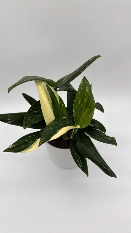 Variegated Monstera Albo Live Plant – 6 inch Pot – Indoor Houseplant - Image 3