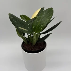 Variegated Monstera Albo Live Plant – 6 inch Pot – Indoor Houseplant - Image 4