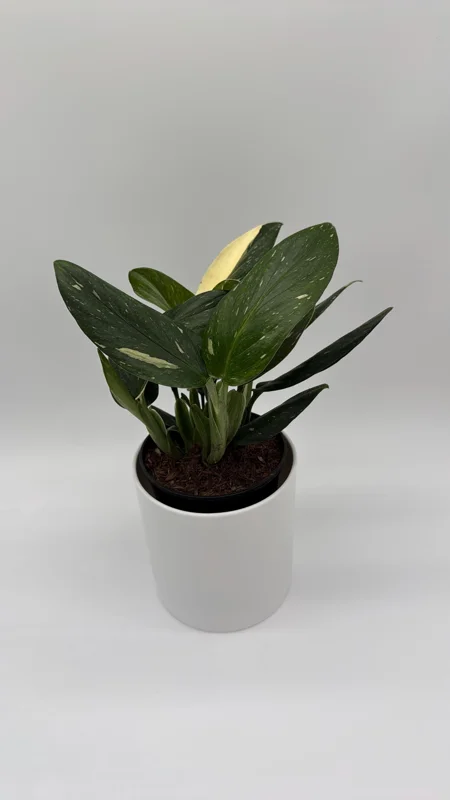 Variegated Monstera Albo Live Plant – 6 inch Pot – Indoor Houseplant - Image 4