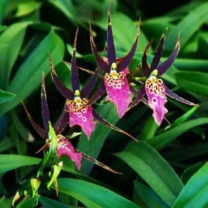 Variegated Oncidium Type Orchid Plant - Bratonia Shelob 'Okika' in 2.5