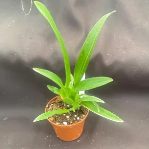 Variegated Oncidium Type Orchid Plant - Bratonia Shelob 'Okika' in 2.5
