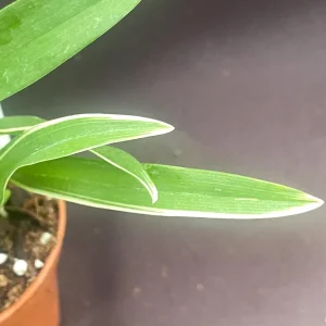 Variegated Oncidium Type Orchid Plant - Bratonia Shelob 'Okika' in 2.5