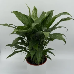 Variegated Peace Lily Domino Live Plant – 6 inch Pot – Air-Purifying Houseplant - Image 2