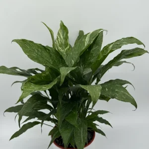 Variegated Peace Lily Domino Live Plant – 6 inch Pot – Air-Purifying Houseplant - Image 3