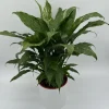 Variegated Peace Lily Domino Live Plant – 6 inch Pot – Air-Purifying Houseplant - Image 1