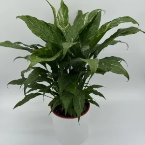 Variegated Peace Lily Domino Live Plant – 6 inch Pot – Air-Purifying Houseplant - Image 1
