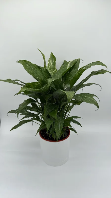 Variegated Peace Lily 'Domino' Live Plant – Air-Purifying Houseplant – 6 inch Pot - Image 2