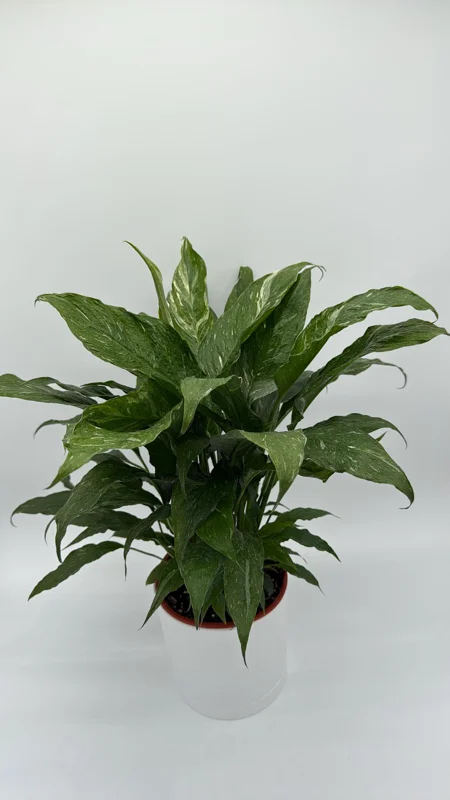 Variegated Peace Lily 'Domino' Live Plant – Air-Purifying Houseplant – 6 inch Pot - Image 3