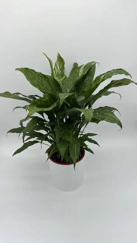 Variegated Peace Lily 'Domino' Live Plant – Air-Purifying Houseplant – 6 inch Pot - Image 1