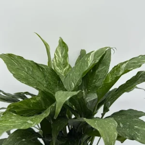 Variegated Peace Lily 'Domino' Live Plant – Air-Purifying Houseplant – 6 inch Pot - Image 4