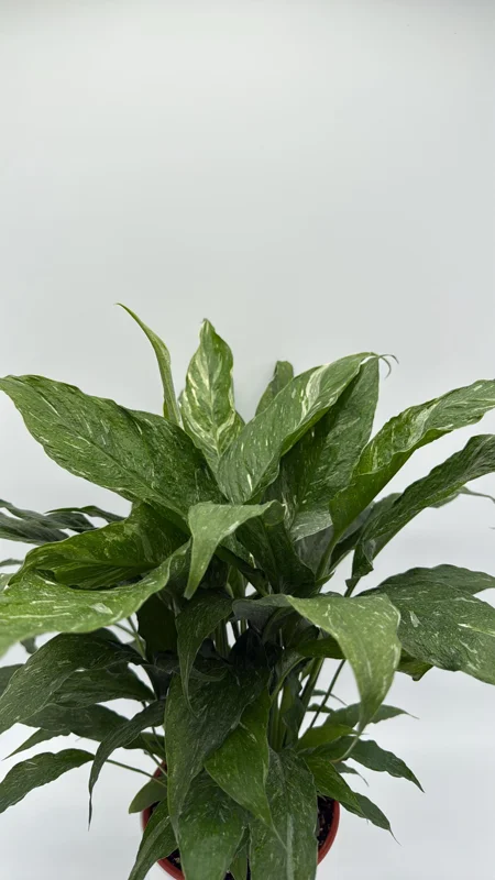 Variegated Peace Lily 'Domino' Live Plant – Air-Purifying Houseplant – 6 inch Pot - Image 4