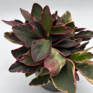 Variegated Peperomia Ginny Live Plant – 6 inch Pot – Pet Friendly Indoor Plant - Image 2