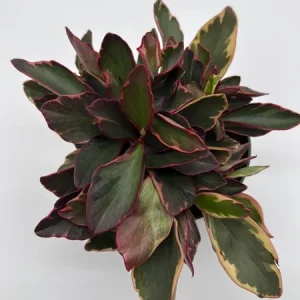Variegated Peperomia Ginny Live Plant – 6 inch Pot – Pet Friendly Indoor Plant - Image 3