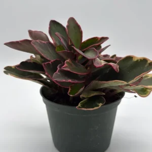 Variegated Peperomia Ginny Live Plant – 6 inch Pot – Pet Friendly Indoor Plant - Image 4