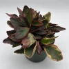 Variegated Peperomia Ginny Live Plant – 6 inch Pot – Pet Friendly Indoor Plant - Image 1