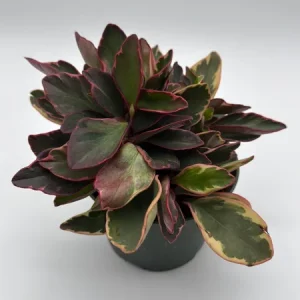 Variegated Peperomia Ginny Live Plant – 6 inch Pot – Pet Friendly Indoor Plant - Image 1