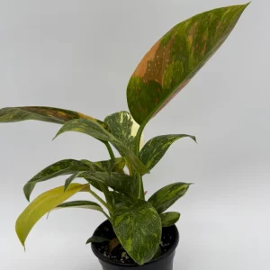 Variegated Philodendron Green Congo Nuclear Live Plant 4" Pot - Image 2