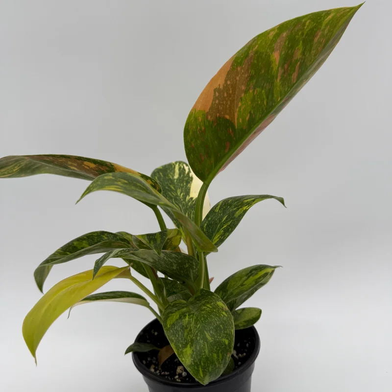 Variegated Philodendron Green Congo Nuclear Live Plant 4" Pot - Image 2