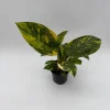 Variegated Philodendron Green Congo Nuclear Live Plant 4" Pot - Image 1