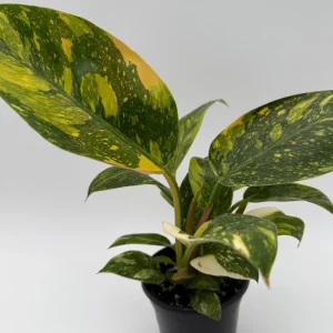 Variegated Philodendron Green Congo Nuclear Live Plant 4