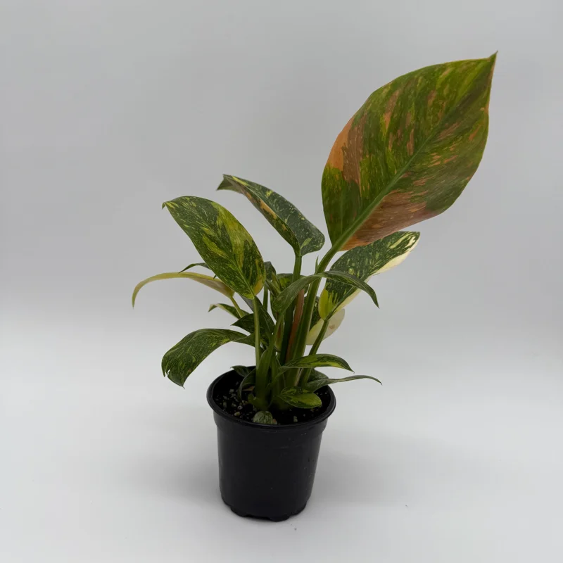 Variegated Philodendron Green Congo Nuclear Live Plant 4" Pot - Image 4