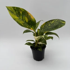 Variegated Philodendron Green Congo Nuclear Live Plant 4