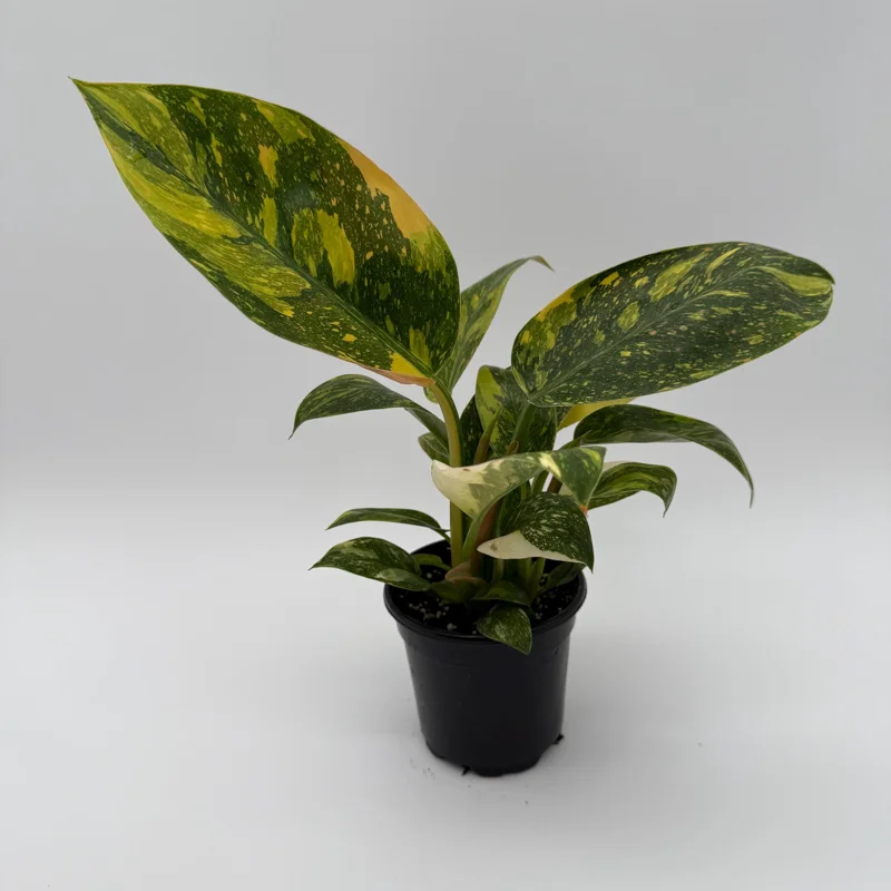Variegated Philodendron Green Congo Nuclear Live Plant 4" Pot - Image 5