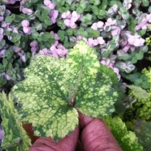 Variegated Piggyback Plant – Tolmiea Menziesii Variegated Live Plant – Indoor Foliage - Image 2