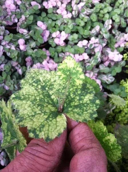 Variegated Piggyback Plant – Tolmiea Menziesii Variegated Live Plant – Indoor Foliage - Image 2