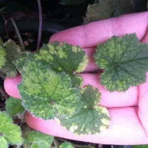 Variegated Piggyback Plant – Tolmiea Menziesii Variegated Live Plant – Indoor Foliage - Image 3