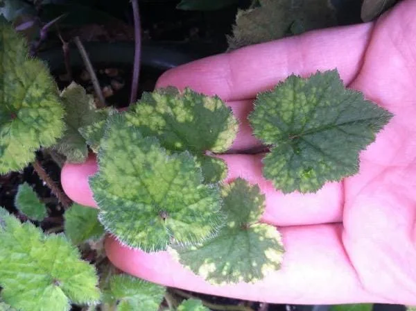 Variegated Piggyback Plant – Tolmiea Menziesii Variegated Live Plant – Indoor Foliage - Image 3