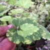 Variegated Piggyback Plant – Tolmiea Menziesii Variegated Live Plant – Indoor Foliage - Image 1