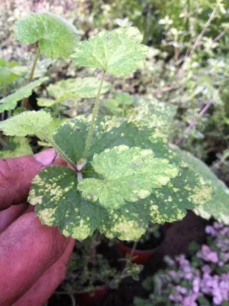 Variegated Piggyback Plant – Tolmiea Menziesii Variegated Live Plant – Indoor Foliage - Image 1