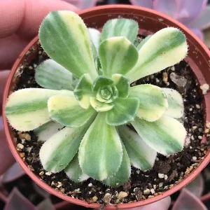 Variegated Pinwheel Aeonium Haworthia Variegata Live Succulent Plant - Image 2