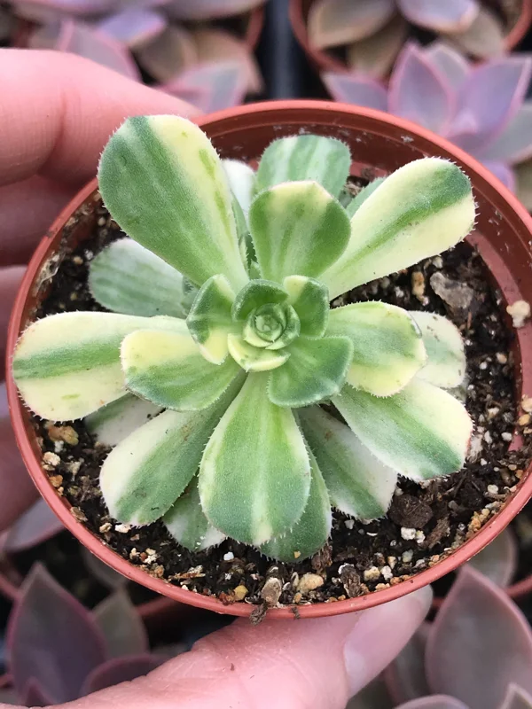 Variegated Pinwheel Aeonium Haworthia Variegata Live Succulent Plant - Image 2