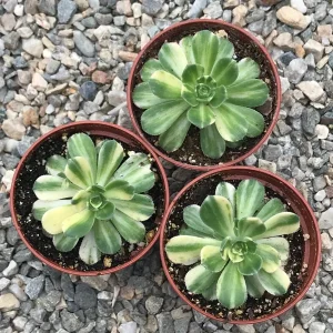 Variegated Pinwheel Aeonium Haworthia Variegata Live Succulent Plant - Image 3