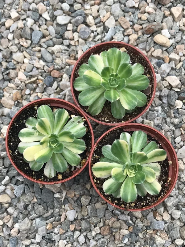 Variegated Pinwheel Aeonium Haworthia Variegata Live Succulent Plant - Image 3